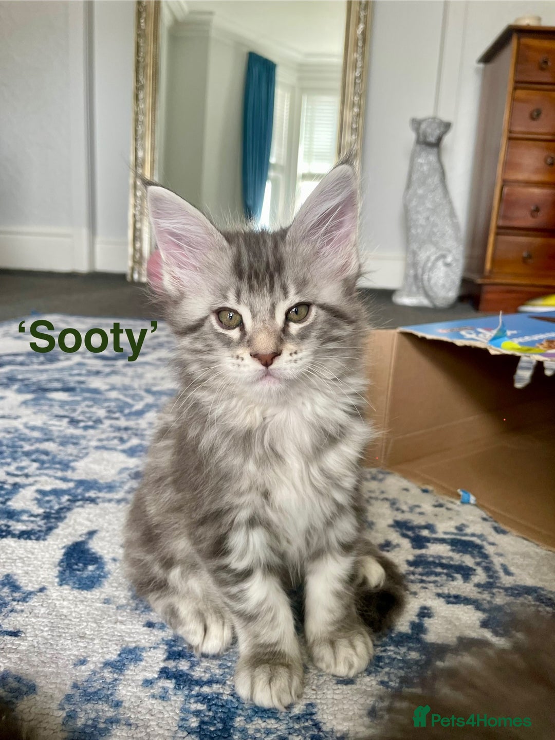 Maine Coon cats for sale: Mainecoon kittens  - Image 6
