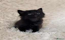 Mixed Breed cats for sale: 4 Persian x kittens  - Image 9