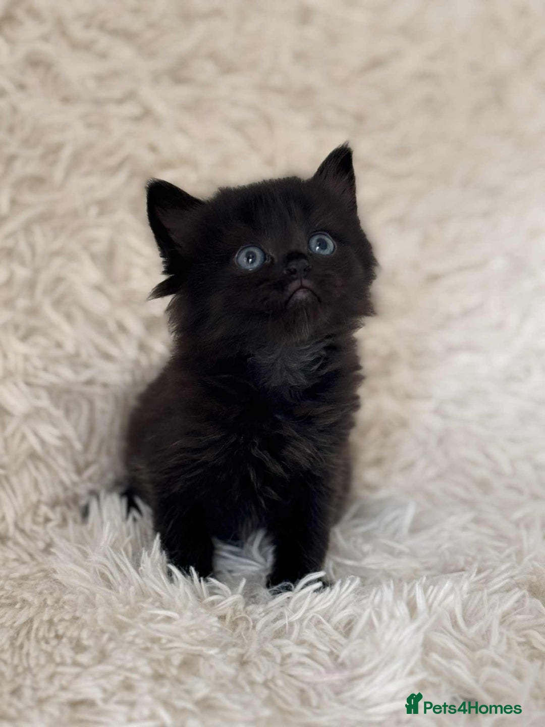 Mixed Breed cats for sale: 4 Persian x kittens  - Image 9