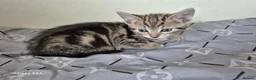 Mixed Breed cats for sale: 🐾 Beautiful Kittens Looking for Loving Homes 🐾 in Willenhall - Advert 30