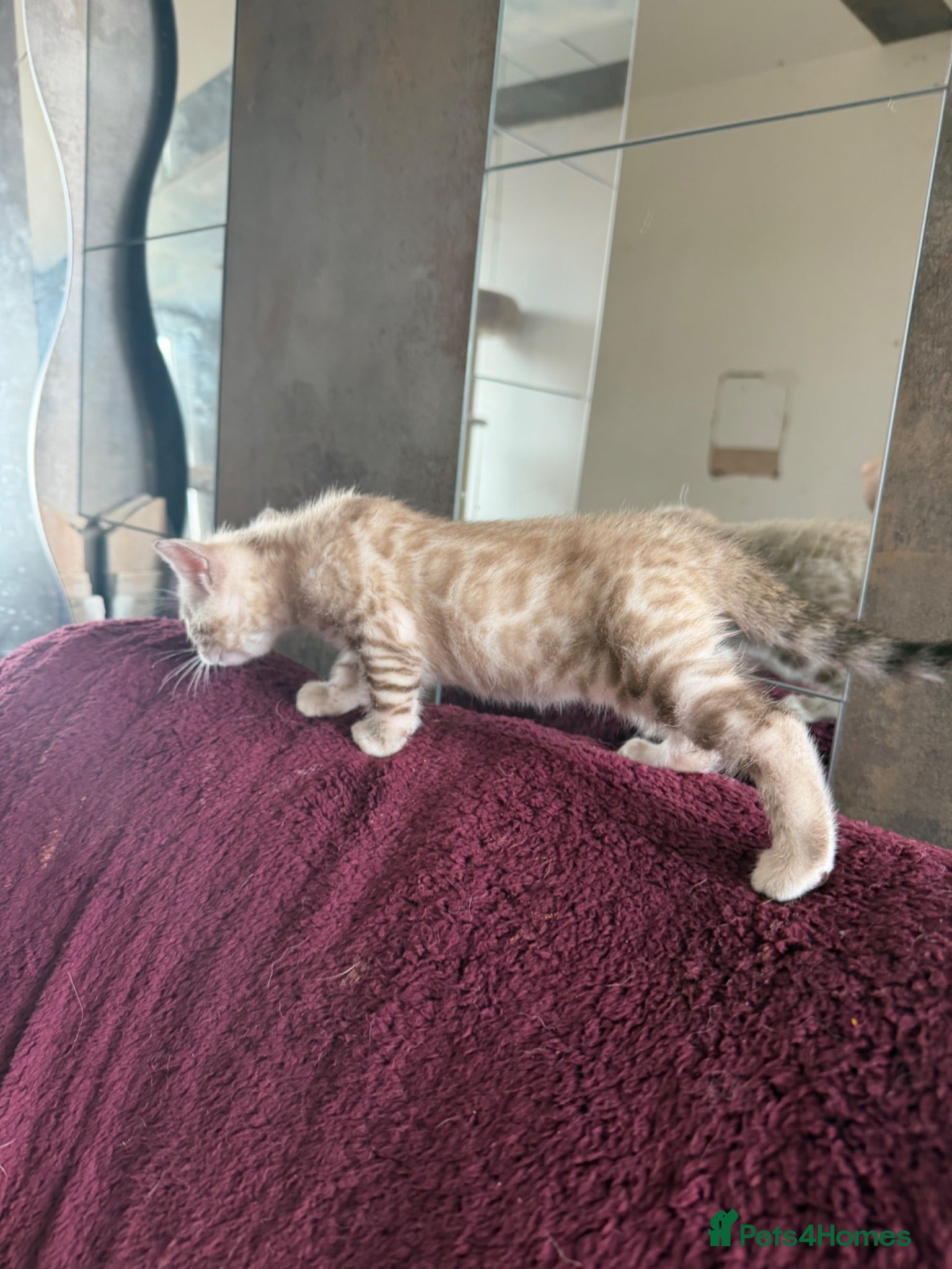 Bengal cats Snow Lynx Kitten, Pet Only, TICA Non-Active! - Advert 10