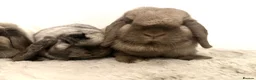 Mini Lop rabbits for sale: Gorgeous bonded neutered mini lops £100-£200 - Advert 16