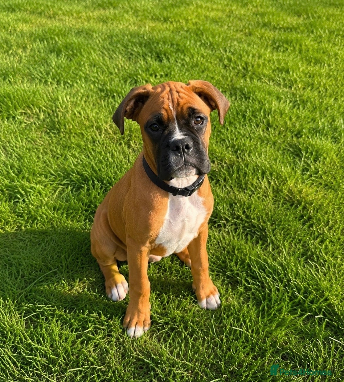 Boxer dogs Beautiful Boxer Puppy  - Advert 5