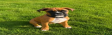 Boxer 1