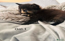 Domestic Shorthair cats for sale: Girl 1 left ❤️😻❤️ 7wks and ready to leave  - Image 5