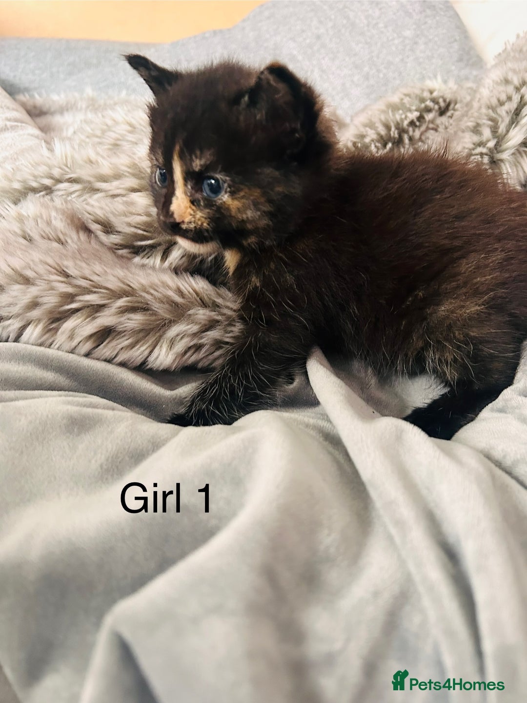 Domestic Shorthair cats for sale: Girl 1 left ❤️😻❤️ 7wks and ready to leave  - Image 5