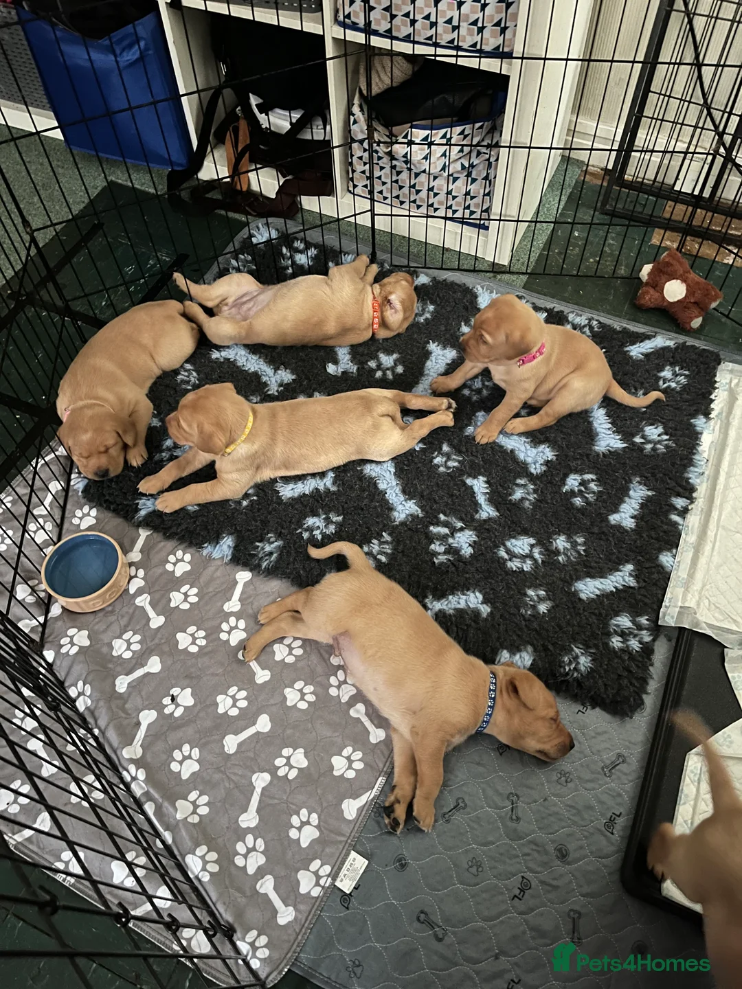 Labrador Retriever dogs for sale: Labrador Puppies - last remaining one  - Advert 10