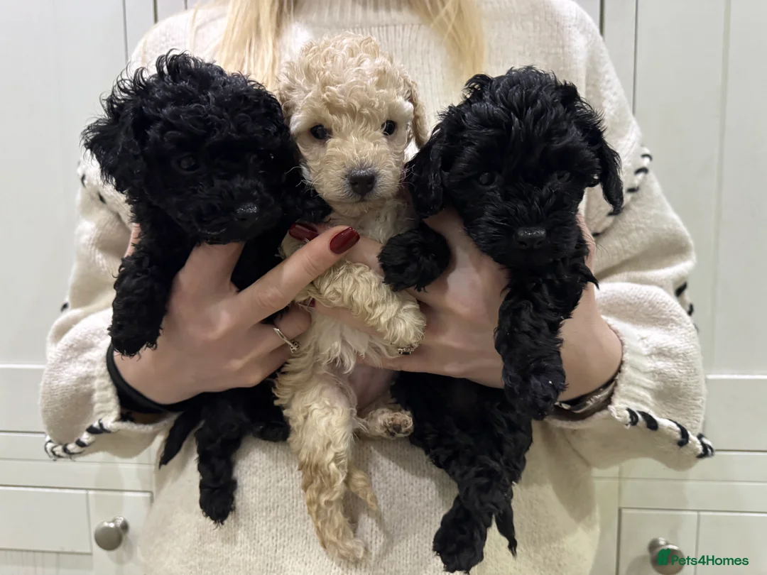 Cockapoo dogs for sale: Gorgeous litter of Cockerpoos - Advert 3