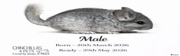 Chinchilla rodents for sale: Chinchilla Kits For Sale  - Advert 5
