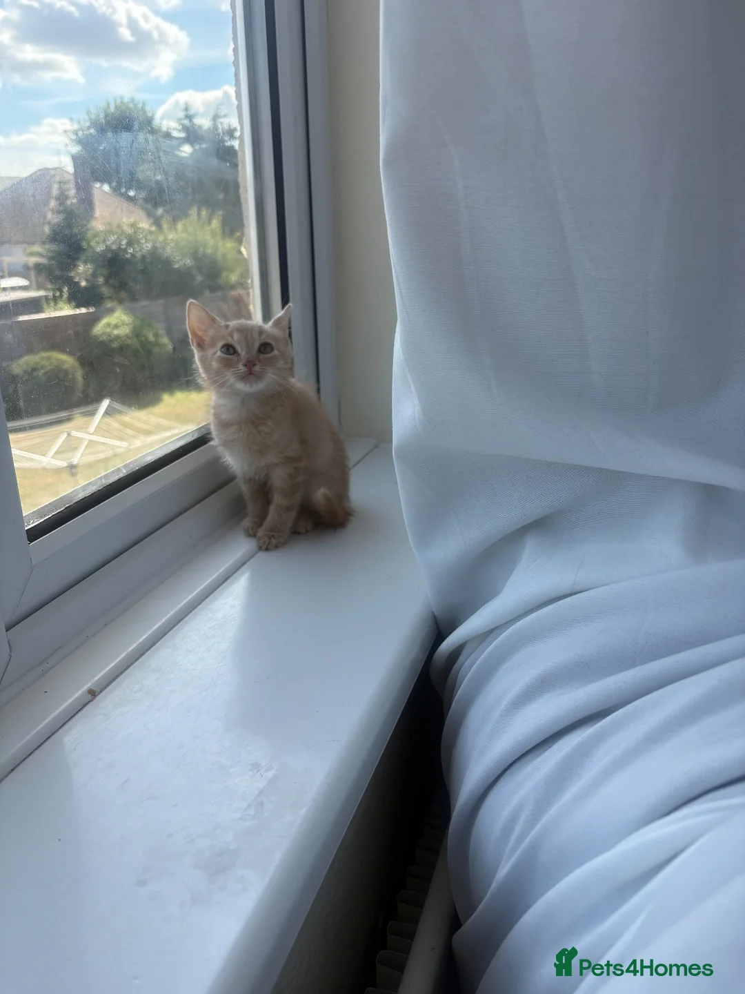 Mixed Breed cats for sale: Kitten Loki  in Birchington - Advert 2