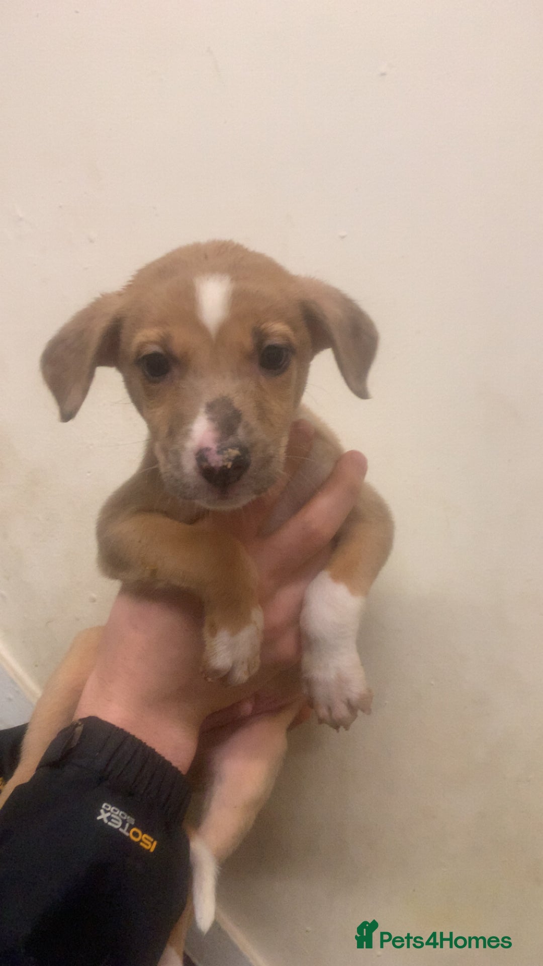 Mixed Breed dogs for sale: Merle Saluki Bull Collie Greyhound - Advert 14