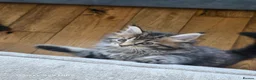 Maine Coon cats for sale: Ready now adorable maine coon Kittens 4bs & 1g - Advert 28