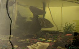 Plecos fish for sale: 18cm common pleco, male and female bristlenose  - Image 2