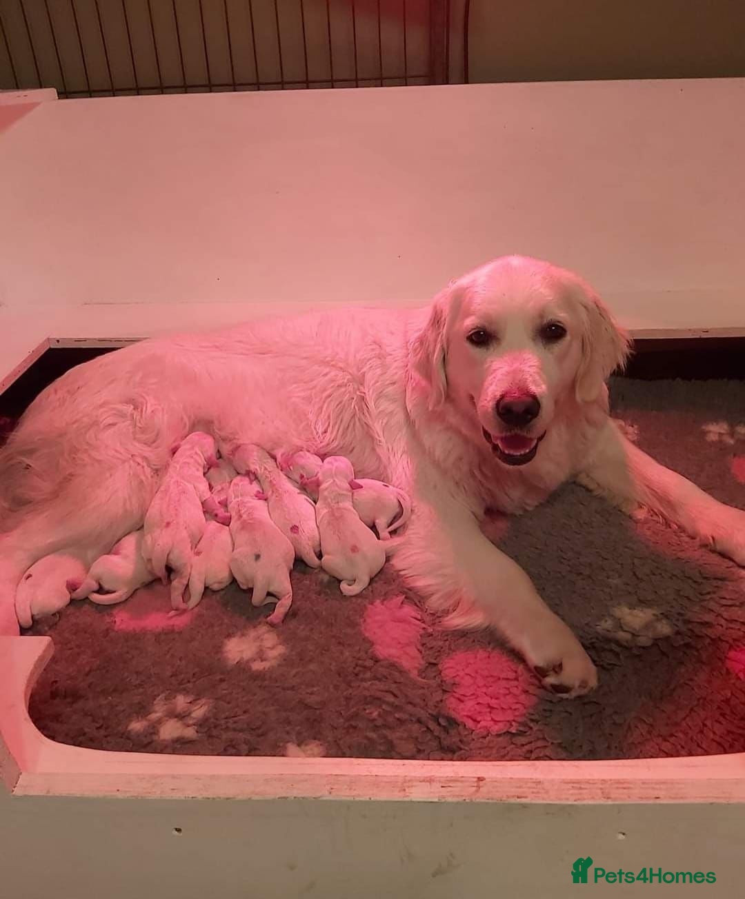 Golden Retriever dogs for sale: Golden retriever puppies  - Advert 3