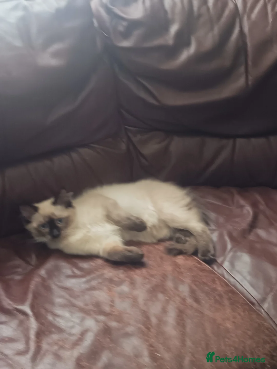 Ragdoll cats for sale: Seal Point Ragdoll Kitten - Advert 3