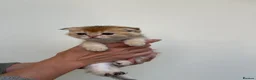 Scottish Fold cats for sale: LOVELY PUREBRED SCOTTISH FOLD CHINCHILLA KITTENS  - Advert 34