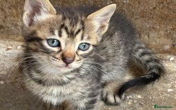 Bengal cats for sale: Beautiful farm reared bengals  - Image 24