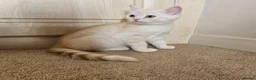 Scottish Fold cats for sale: Adorable Scottish Fold Straight Ear Tabby Kittens  - Advert 6