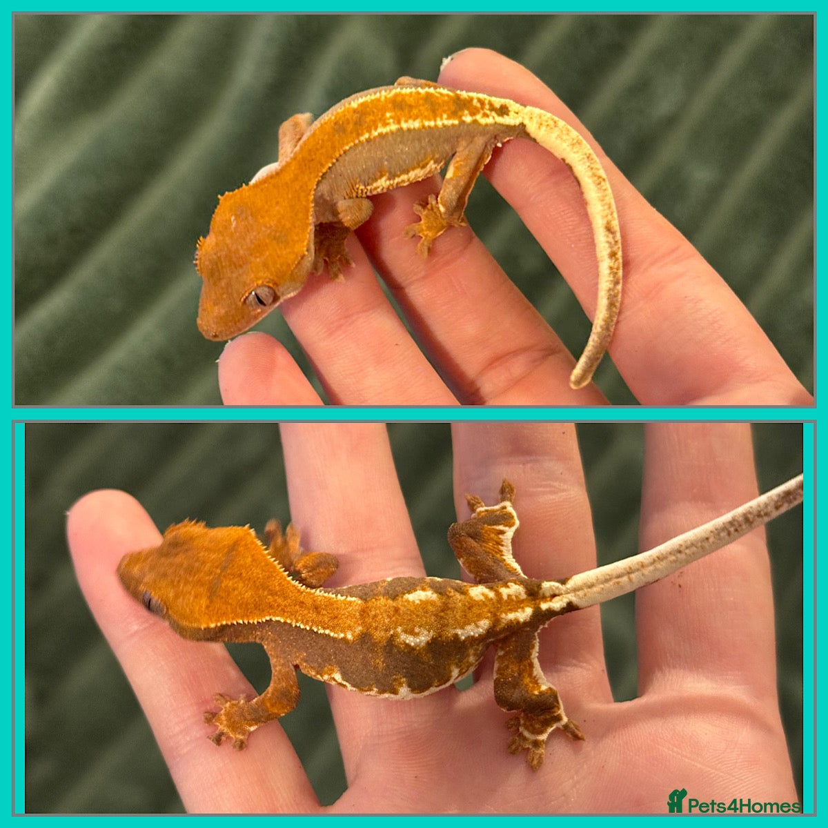 Gecko reptiles Crested Gecko (lillyxPhantom) - Advert 1