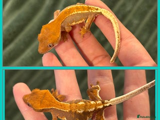 Gecko reptiles Crested Gecko (lillyxPhantom) - Advert 3