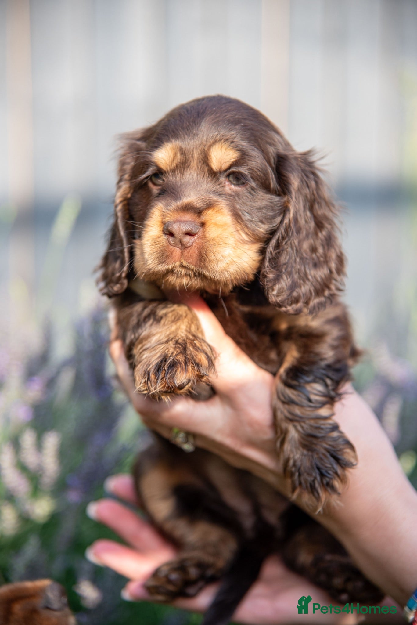 Cocker Spaniel dogs READY SOON🐾 EASTDRAY X SIMBAWOOD🐾 3 GIRLS 3 BOYS - Advert 2
