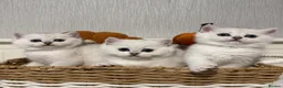 British Shorthair cats for sale: Exceptional Pedigree Silver British shorthairs 🩶 - Advert 3