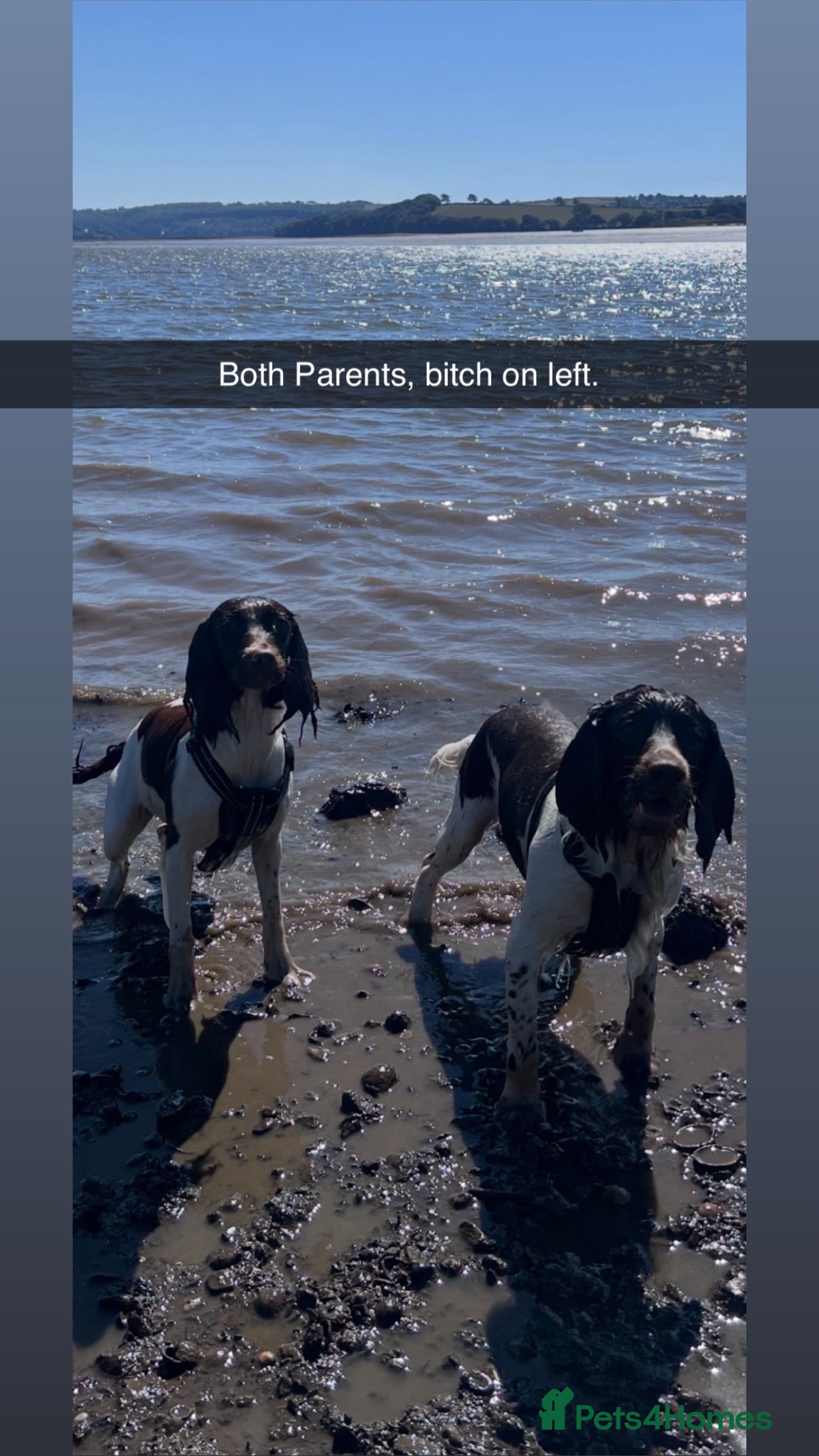 English Springer Spaniel dogs 2 beautiful liver and white girls  - Advert 14
