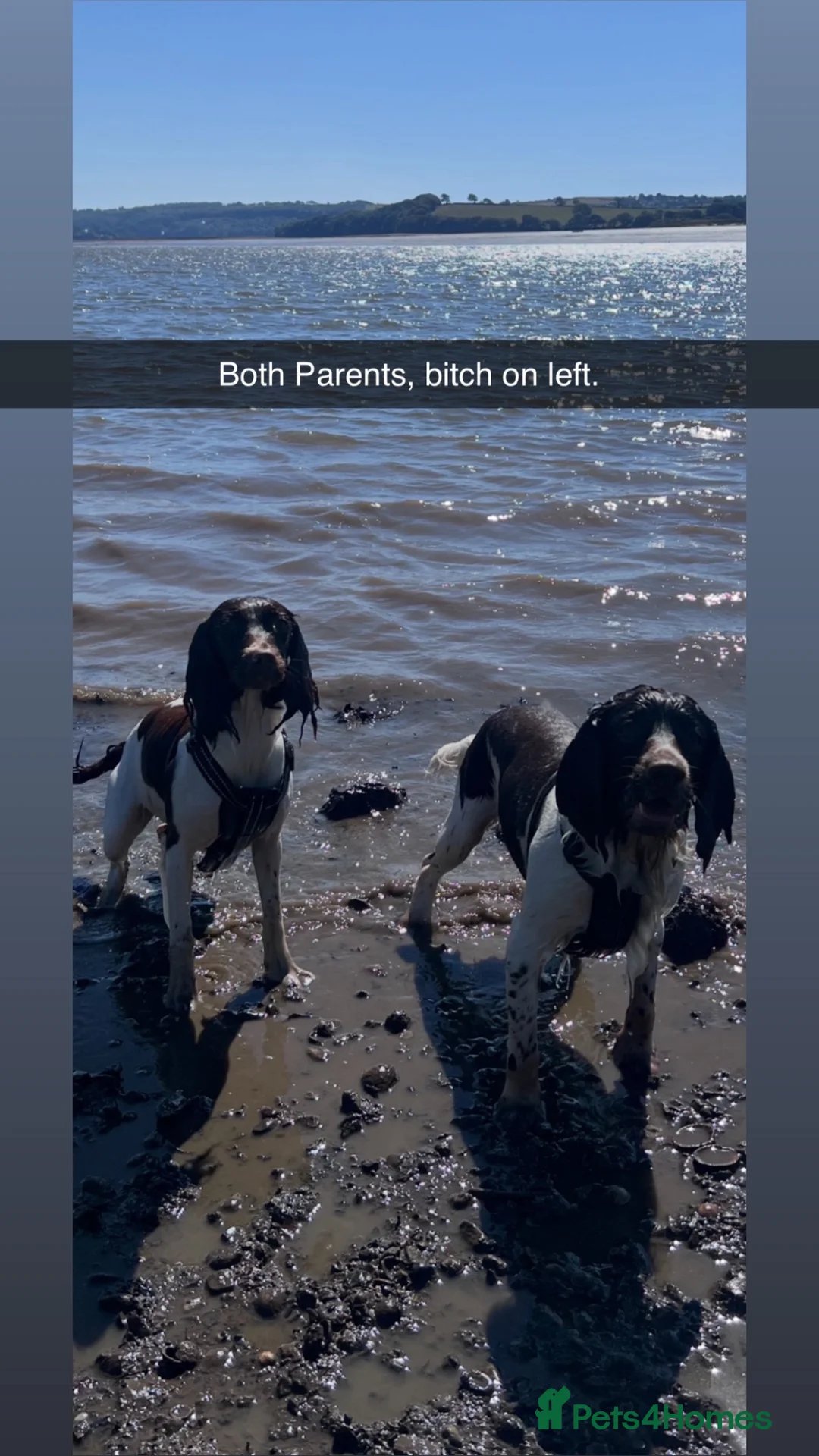 English Springer Spaniel dogs for sale: 2 beautiful liver and white girls  - Advert 1