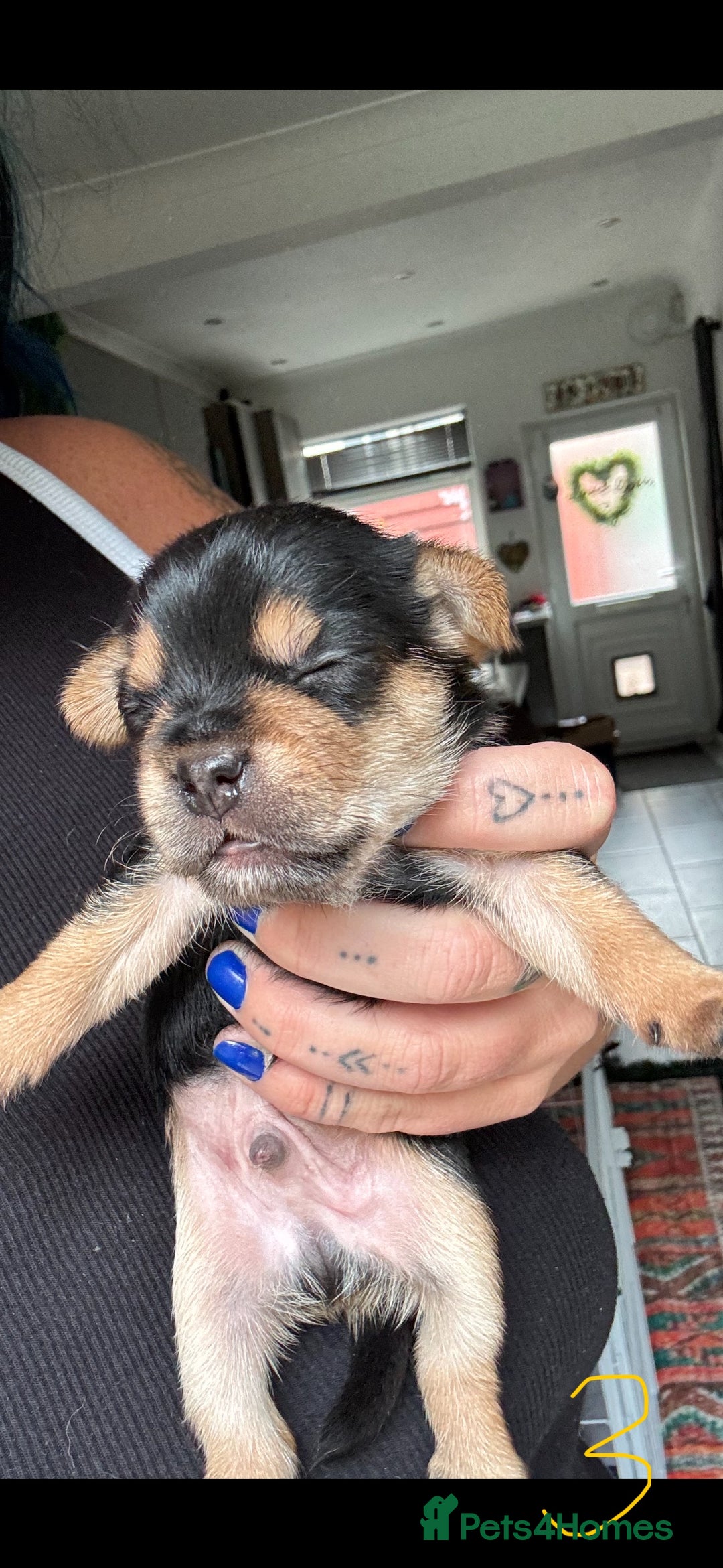 Mixed Breed dogs for sale: French yorkie (frorkie) puppies  - Image 10