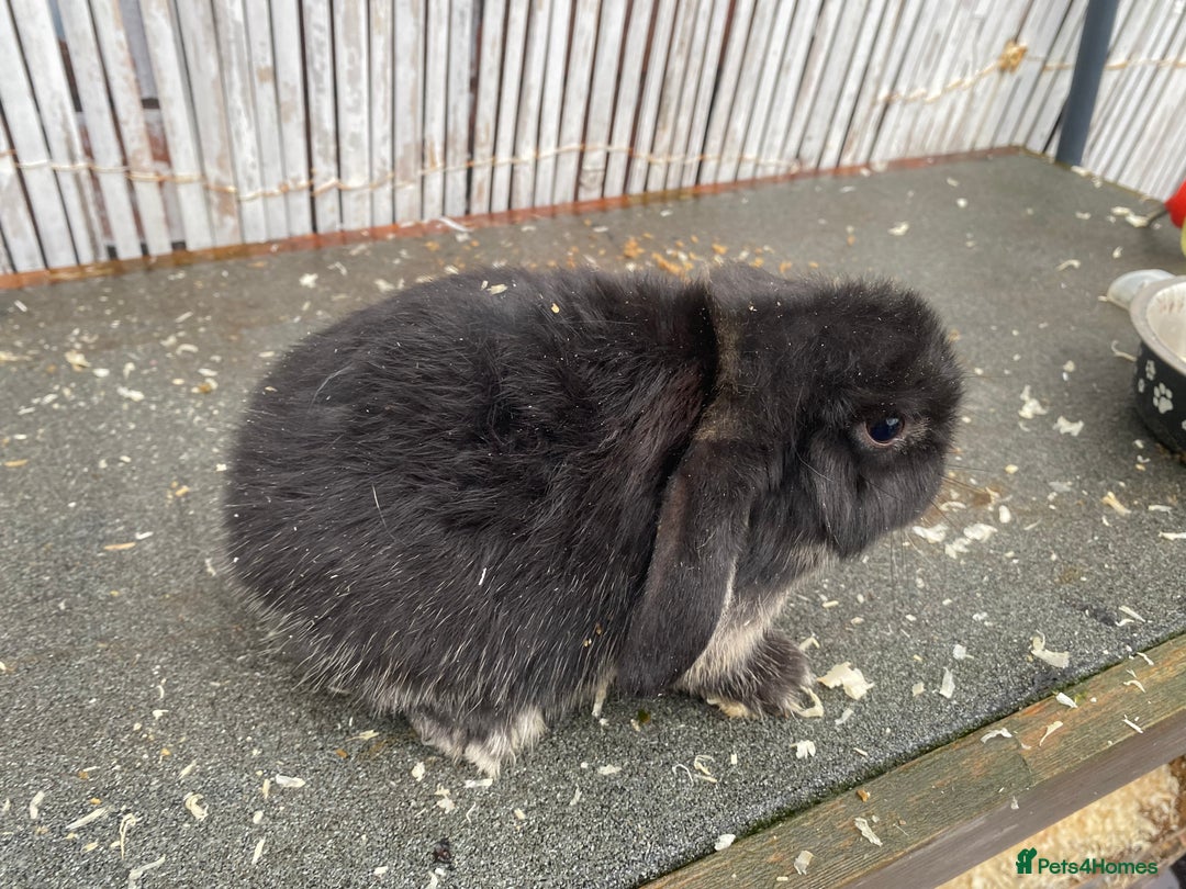 Mini Lop rabbits for sale: Mini lops - Advert 2