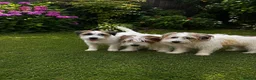Jack Russell dogs for sale: Beautiful Jack Russell litter - Advert 8
