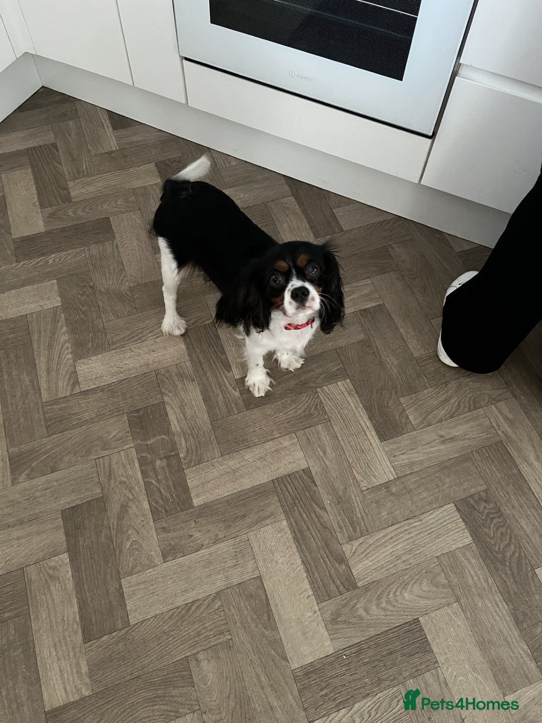 Cavalier King Charles Spaniel dogs for sale: Chocolate Carrier Tri Very Small - Advert 4