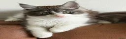 Maine Coon cats for sale:  Beautiful Maine Coon  - Advert 6