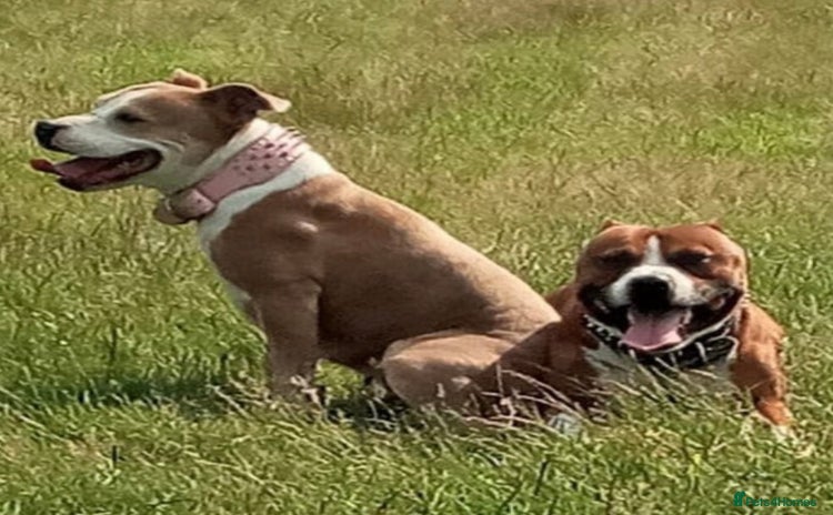 Staffordshire Bull Terrier dogs Staffordshire pups  - Advert 1