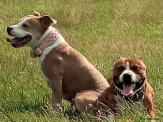 Staffordshire Bull Terrier dogs Staffordshire pups - Advert 1
