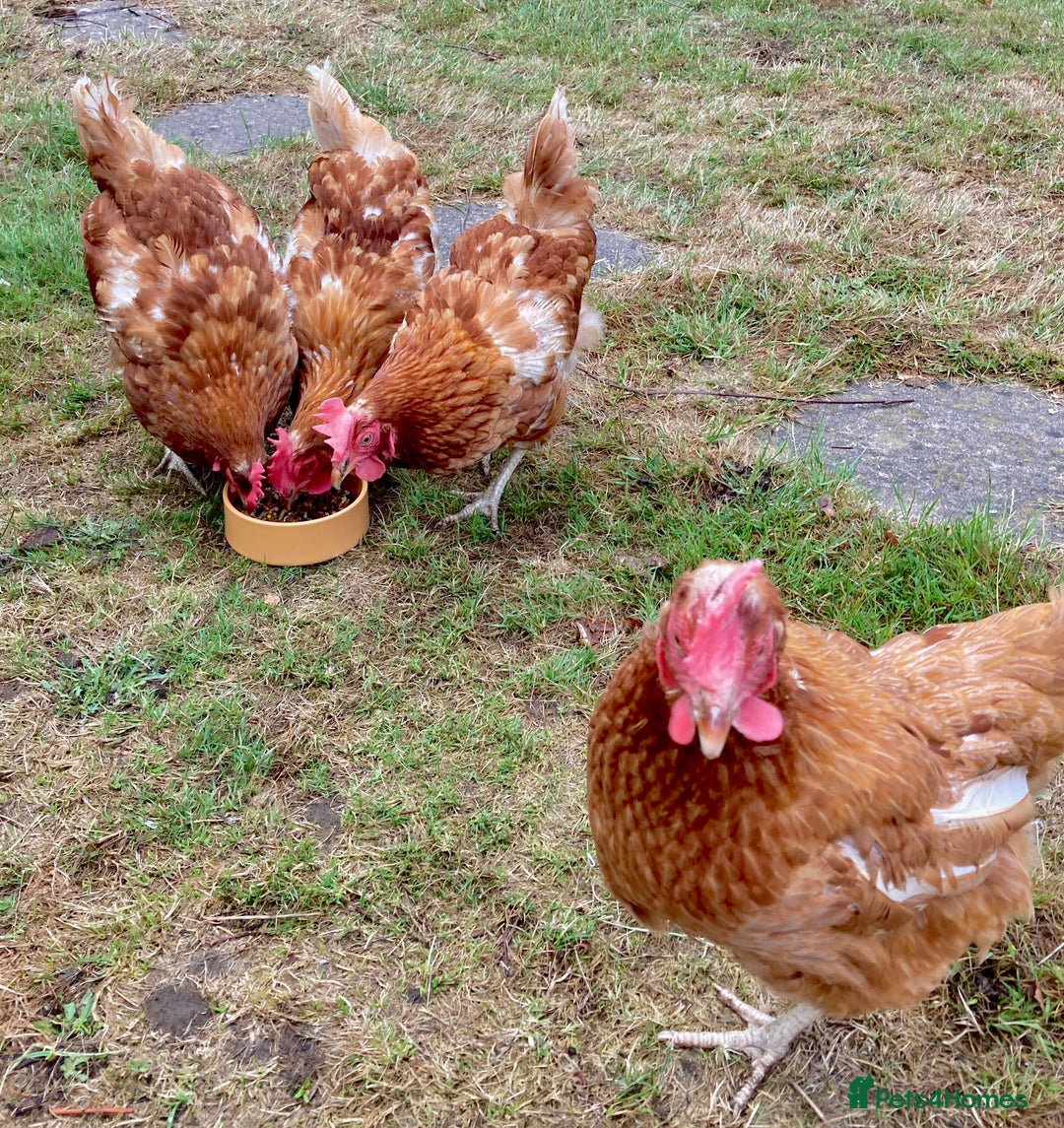 Chickens poultry for sale: Single hen for sale - Image 2