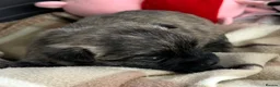 Cairn Terrier dogs for sale: GORGEOUS CAIRN TERRIER PUPPYS - Advert 5