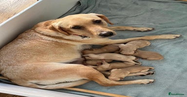 Labrador Retriever dogs - Advert 12