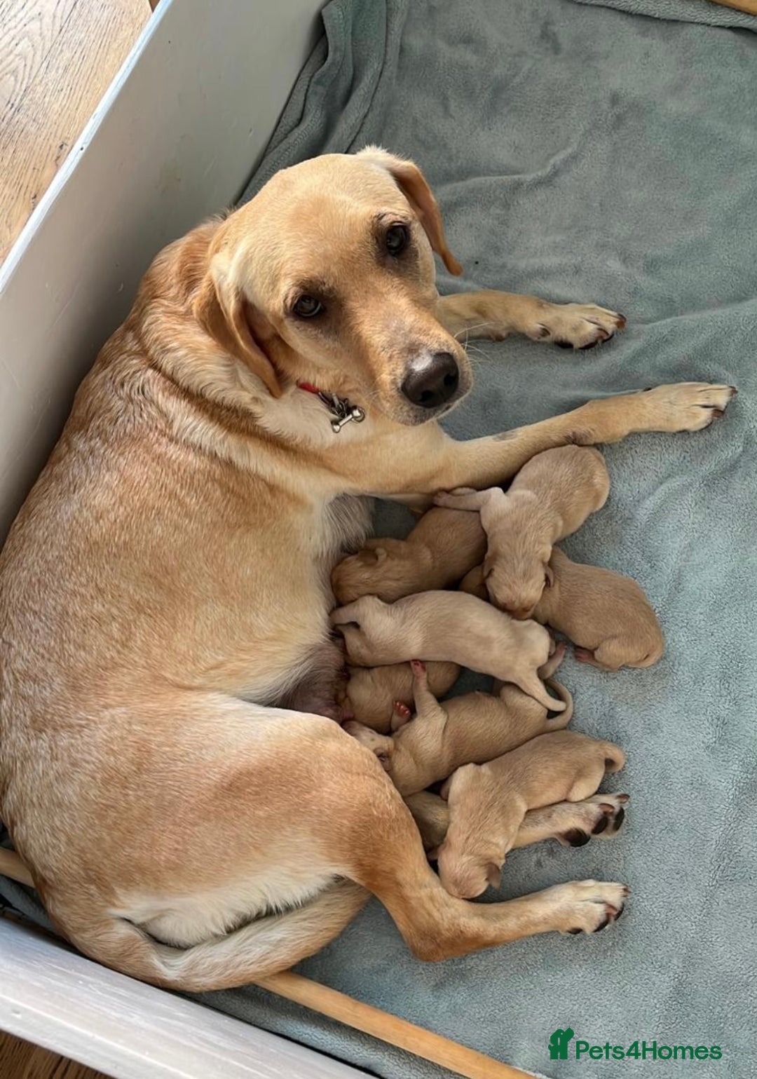 Labrador Retriever dogs for sale: Exceptional KC FTCH Working Labrador Pups - Image 2