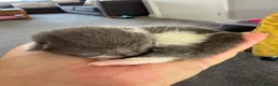 Mixed Breed cats for sale: 5 beautiful kittens  - Advert 7