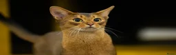 Abyssinian cats for sale: 2 beautiful Abyssinian boys  - Advert 20