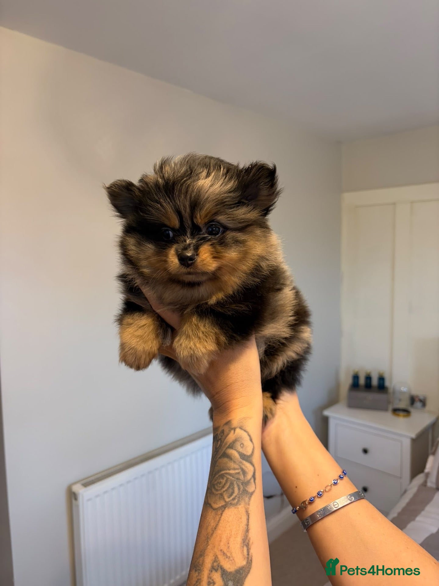 Pomeranian dogs Miniature Pomeranian Puppys - Advert 16