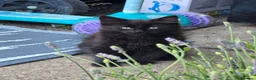 Mixed Breed cats for sale: Domestic longhair  in Bexleyheath - Advert 3