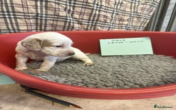 Cocker Spaniel dogs for sale: Two cocker spaniel litters for sale - Image 15