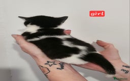 British Shorthair cats for sale: Beautiful black and white kittens - Image 11