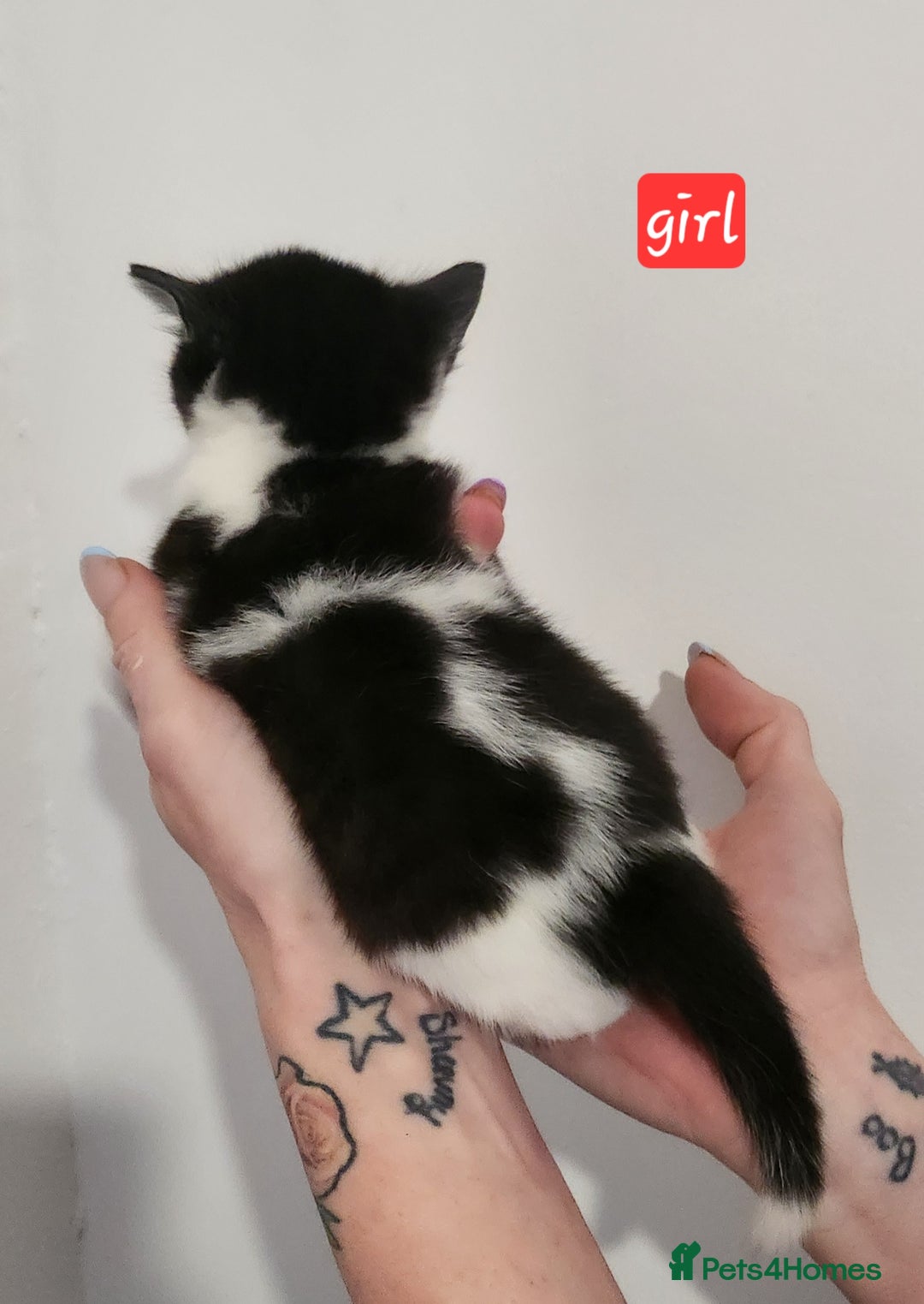 British Shorthair cats for sale: Beautiful black and white kittens - Image 11