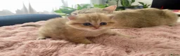 British Shorthair cats for sale: British Shorthair chocolate golden. - Advert 3