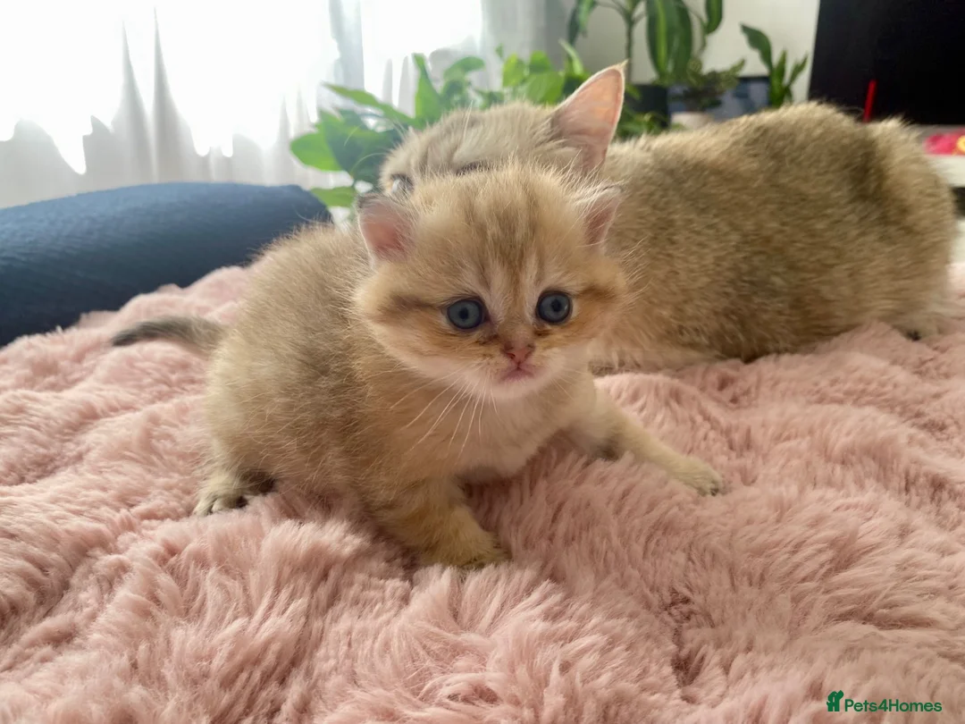 British Shorthair cats for sale: British Shorthair chocolate golden. - Advert 3