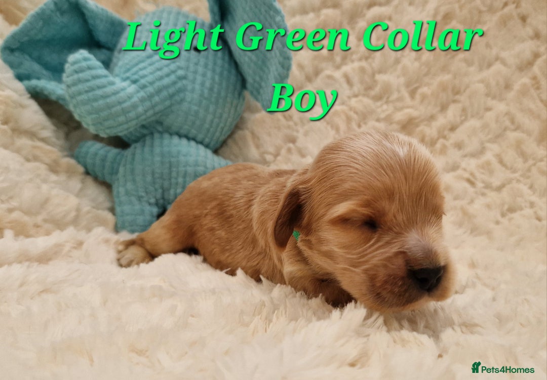 Cocker Spaniel dogs for sale: Pedigree Cocker Spaniel puppies available - Advert 5