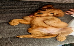 Cockapoo dogs for sale: Beautiful Cockapoos  - Image 13